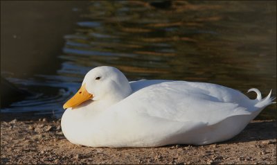 Aylesbury (aka White Campbell) Duck