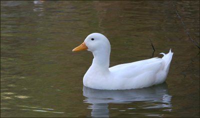 Aylesbury (aka White Campbell) Duck