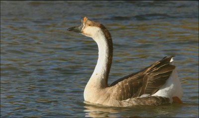 Chinese Geese - Brown