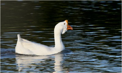 Chinese Geese - White