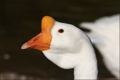 Chinese Geese - White