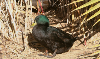 Cayuga or Black East Indian Duck
