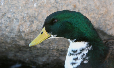 Rouen Duck