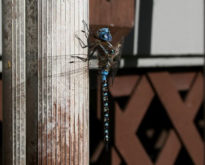 Lance-Tipped Darner (Aeshna constricta) Dragonfly