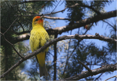 Western Tanager