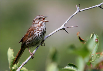 Song Sparrow