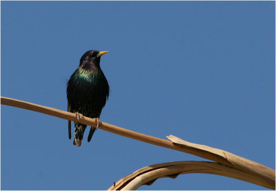 Starling