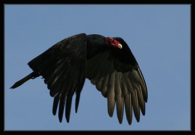 Turkey Vulture