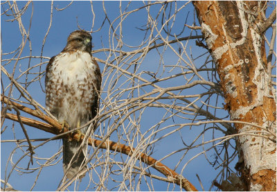 Red-tailed Hawk