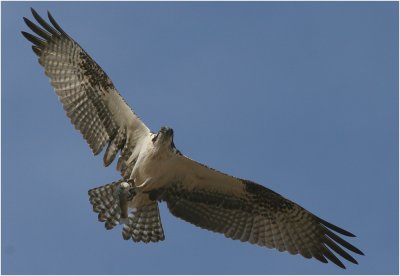 Osprey with Fish