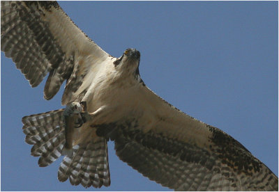 Osprey with Fish