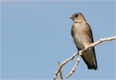 Northern Rough-winged Swallow