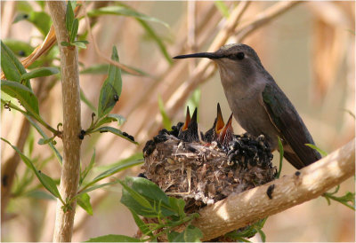 Hummingbird feeding chicks ...