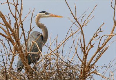 Great Blue Heron