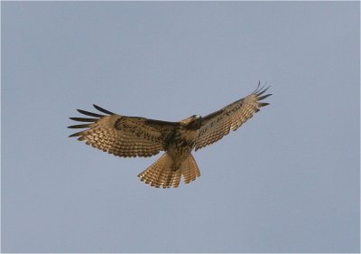 Red-Tailed Hawk