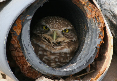 Burrowing Owl