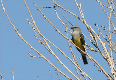 Western Kingbird