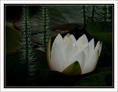 Water Lily