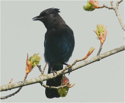 Steller's Jay