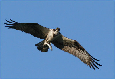 Osprey with prey ...