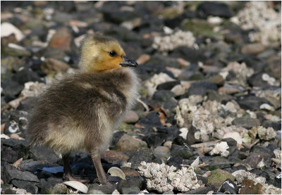 Gosling