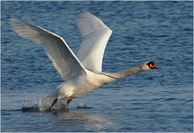 Mute Swan in Flight