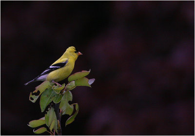 American Goldfinch - male - breeding plumage