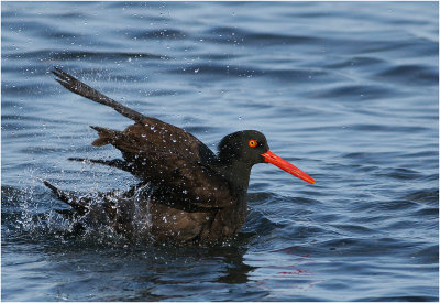 American Black Oystercatcher ablutions