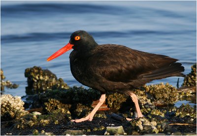 American Black Oystercatcher