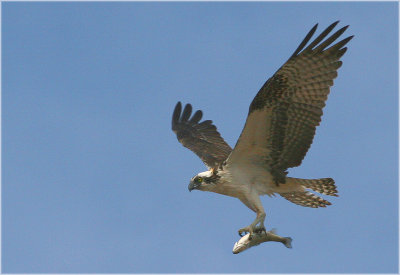 Osprey with prey