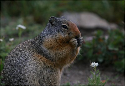 Columbian Ground Squirrel