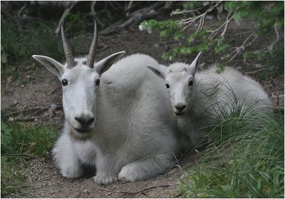 Mountain Goats - Nannie & Kid