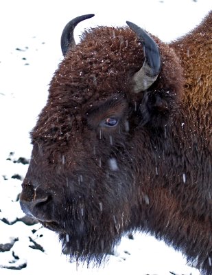 Blustery Bison