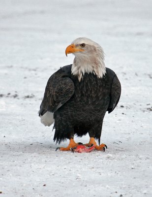 Bald Eagle