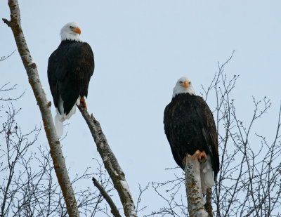 Eagle Duo