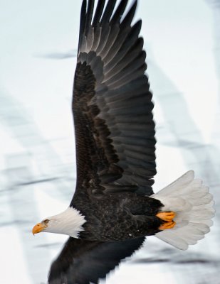 Bald Eagles