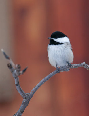 Black-capped Chickadee