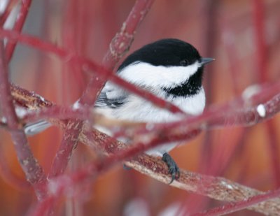 Black-capped Chickadees