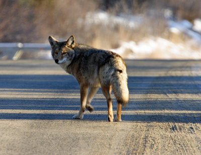 Anchorage Coyote