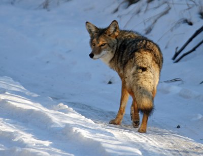 Anchorage Coyote