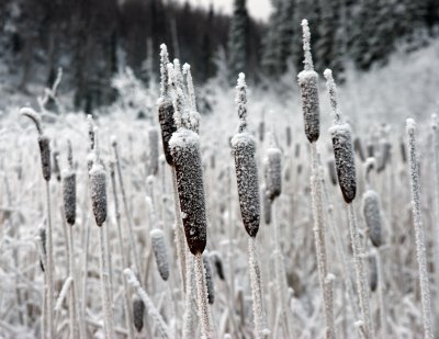Winter Cattails