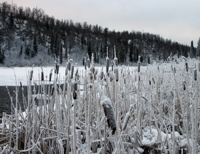 Winter Cattails