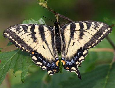 Canadian Tiger Swallowtail Butterfly