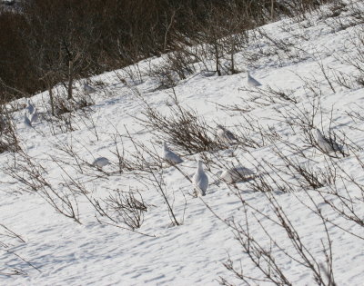 Flock of Peter-Midgens