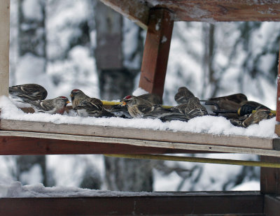 Common Redpolls