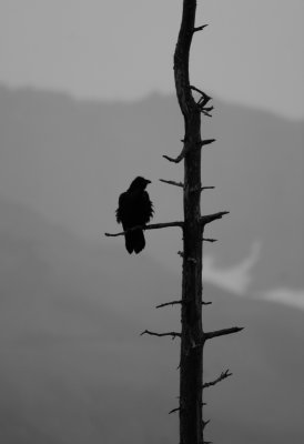 Raven Sillhouette