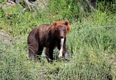 Bird Creek Bears