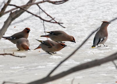 Bohemian Waxwings at water