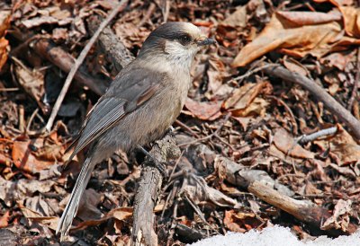 Gray Jay