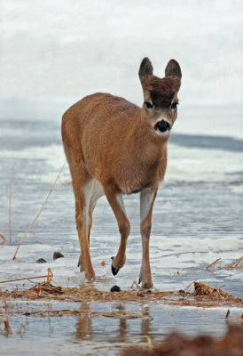 Sitka Black-tailed Deer
